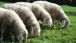 Pecore brucano